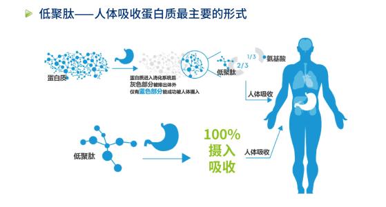 目前,科学家们已经开始借助于仿生学原理,运用体外模拟蛋白酶水解的